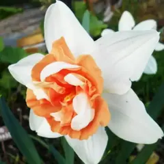 Нарцисс Кенди Принцесс