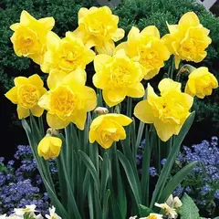 Нарцисс Дик Вилден