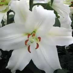 Лилия Брайт Бриллиант ЛО-гибрид