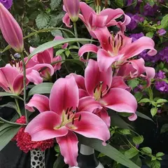 Лилия Далиан ОТ-гибрид