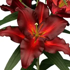 Лилия Авиньер восточная