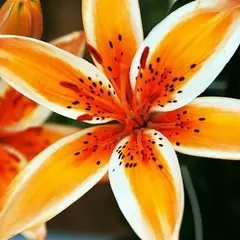 Лилия Оранж Электрик азиатская