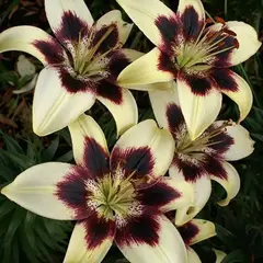 Лилия Патриция Прайд азиатская