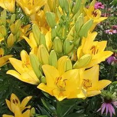 Лилия Голден Тайкун ЛА-гибрид