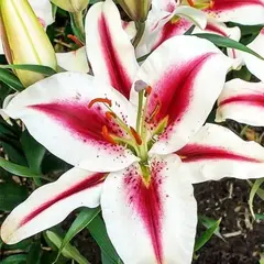 Лилия Хиачи восточная