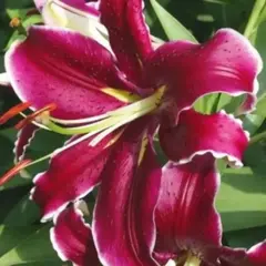 Лилия Вангелис восточная