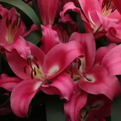 Лилия Борелло ОТ-гибрид