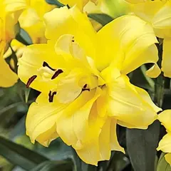 Лилия Экзотик Сан ОТ-гибрид махровая