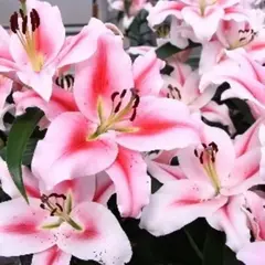 Лилия Фронтера ОТ-гибрид