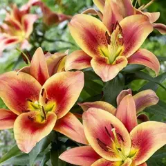 Лилия Монтего Бей ОТ-гибрид