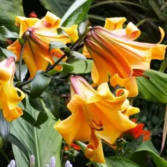 Лилия Африкан Квин трубчатая