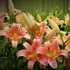 Лилия Зелмира ОТ-гибрид