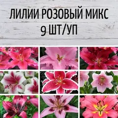 Лилии Розовый микс