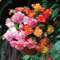 Бегония ампельная Бэлкони Смесь