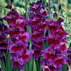 Гладиолус Вельвет Айз