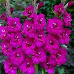 Гладиолус Кобра