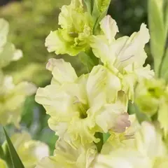 Гладиолус Алисия