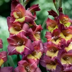 Гладиолус Бресчия