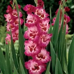 Гладиолус Вандола