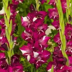 Гладиолус Даред