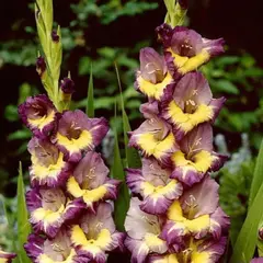 Гладиолус Динамит