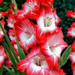 Гладиолус Гельветия