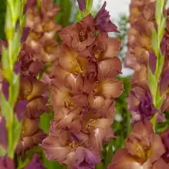 Гладиолус Индиан Саммер