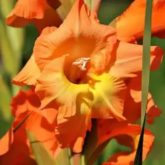 Гладиолус Ботсвана