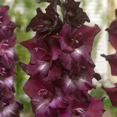 Гладиолус Шака Зулу