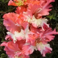 Гладиолус Фризлд Корал Лейс