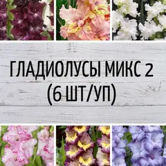 Гладиолусы микс 2
