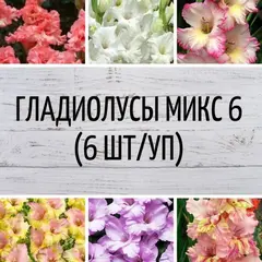 Гладиолусы микс 6