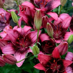 Лилия Пурпл Дрим азиатская