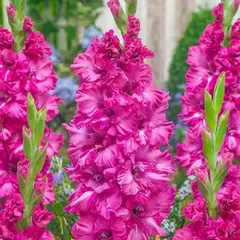 Гладиолус Грозный