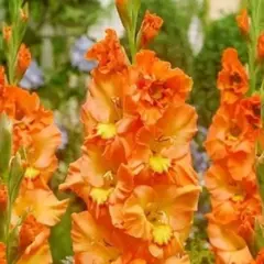 Гладиолус Липецк