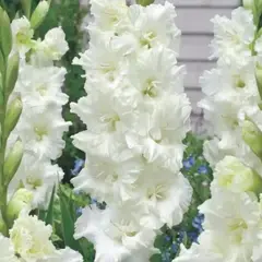 Гладиолус Мурманск