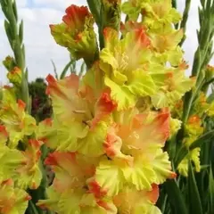 Гладиолус Нева