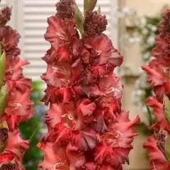 Гладиолус Омск