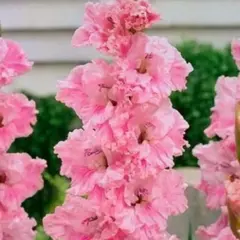 Гладиолус Самара