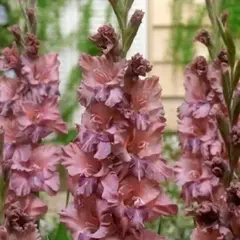 Гладиолус Якутск