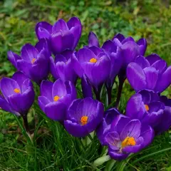 Крокус Ремембранс