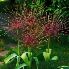 Аллиум (Лук декоративный) крупноцветущий Шуберт