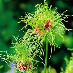 Аллиум (Лук декоративный) мелкоцветковый Хэйр