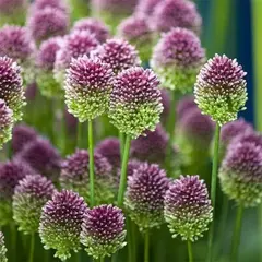 Аллиум (Лук декоративный) Круглоголовый