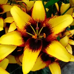 Лилия Бамблби азиатская