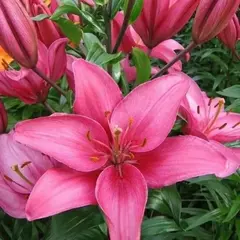 Лилия Ароза Джуел азиатская