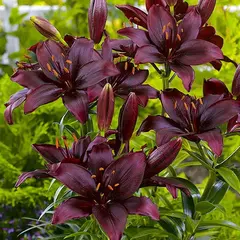 Лилия Мапира азиатская