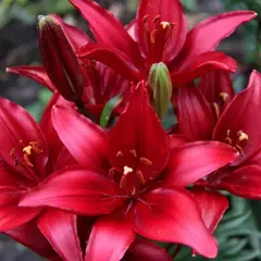 Лилия Ред Каунти азиатская