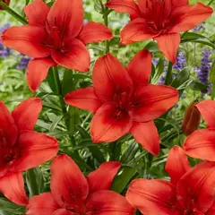 Лилия Ред Хайленд азиатская