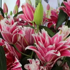 Лилия Дабл Фэнтази восточная махровая